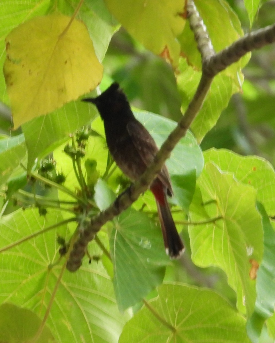 Red-vented Bulbul - ML614340740
