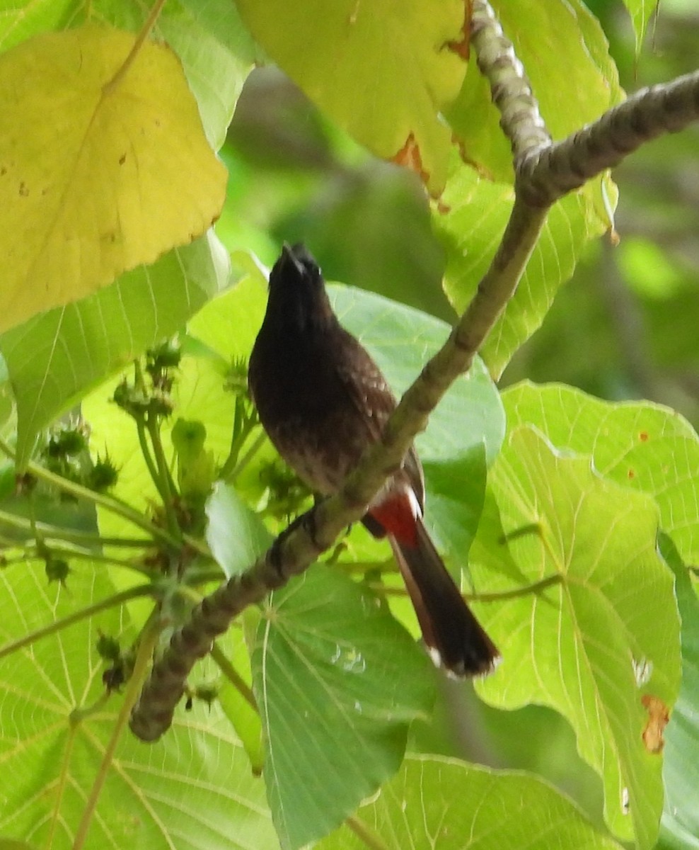 Red-vented Bulbul - ML614340741