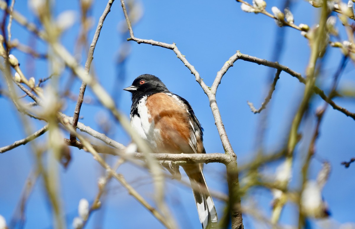 Spotted Towhee - Jolene Cortright