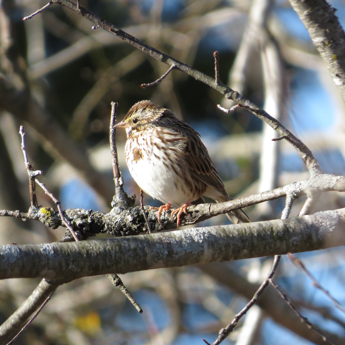 Savannah Sparrow - ML614341018