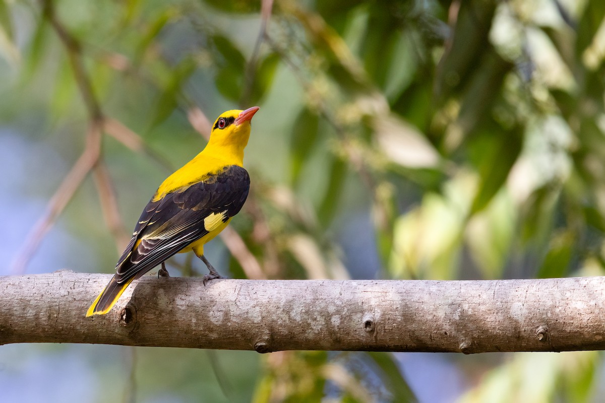 Indian Golden Oriole - ML614341043