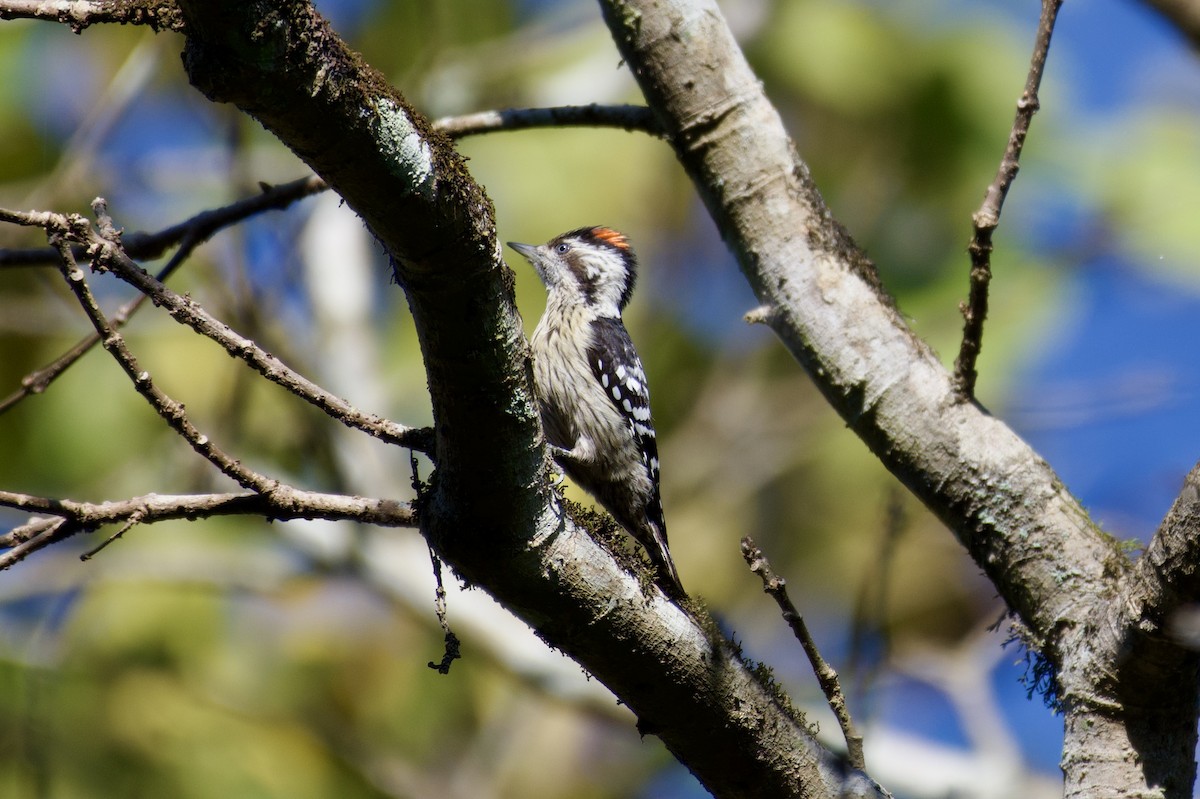 Gray-capped Pygmy Woodpecker - ML614341235