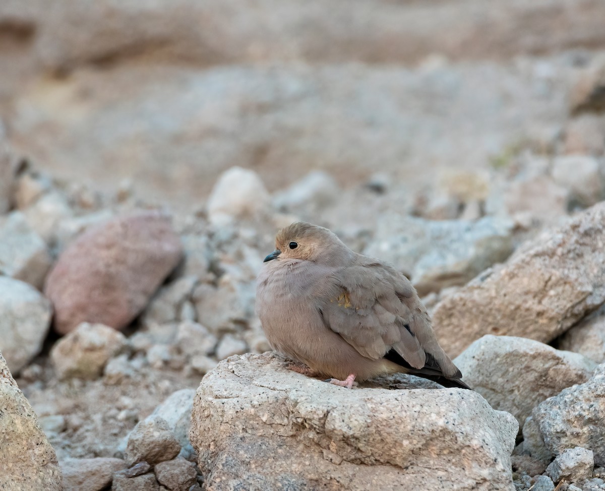 Golden-spotted Ground Dove - ML614341371