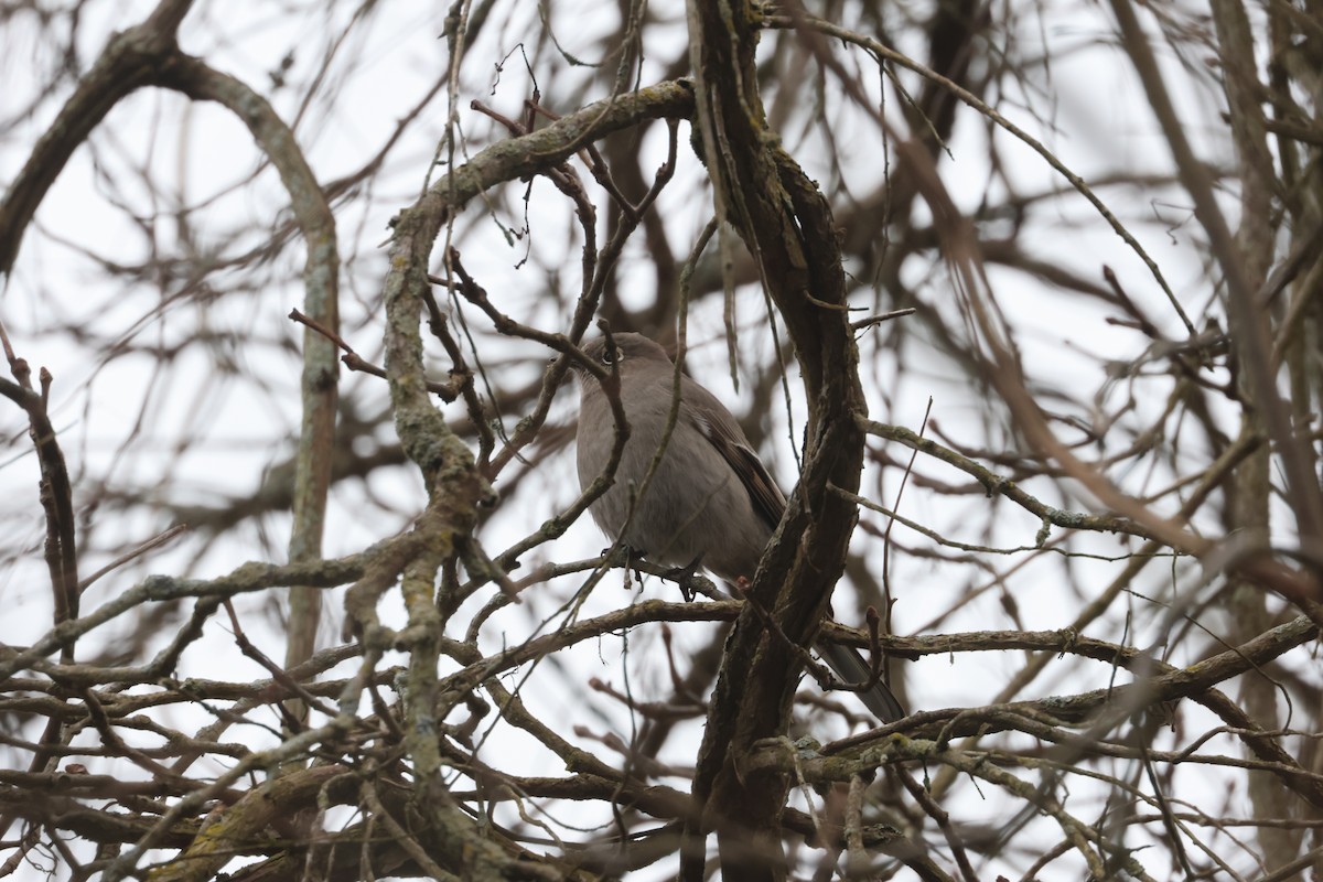 Townsend's Solitaire - James  Burk
