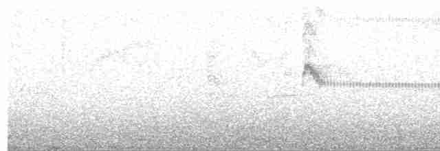 Slender-billed Tyrannulet - ML614341622