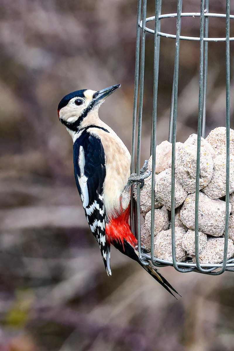 Great Spotted Woodpecker - ML614341805