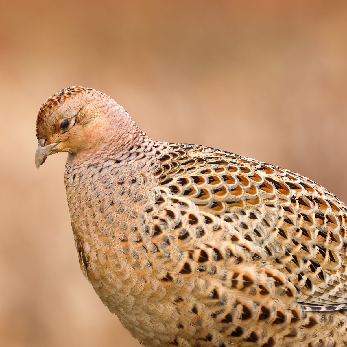 Ring-necked Pheasant - ML614341865
