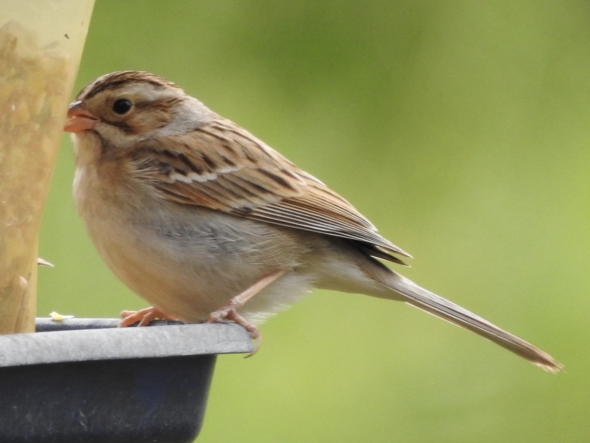 Clay-colored Sparrow - ML614341913