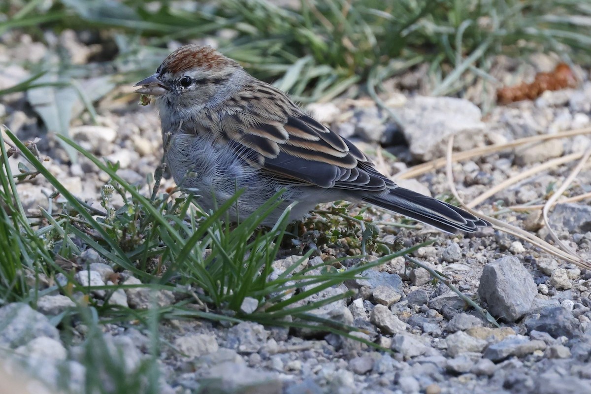 Chipping Sparrow - ML614341940