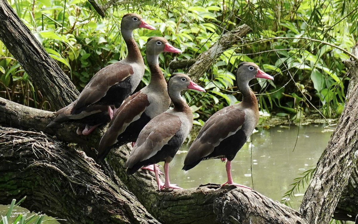 Black-bellied Whistling-Duck - Mary Eyman