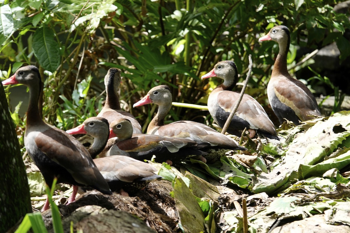 Black-bellied Whistling-Duck - Mary Eyman