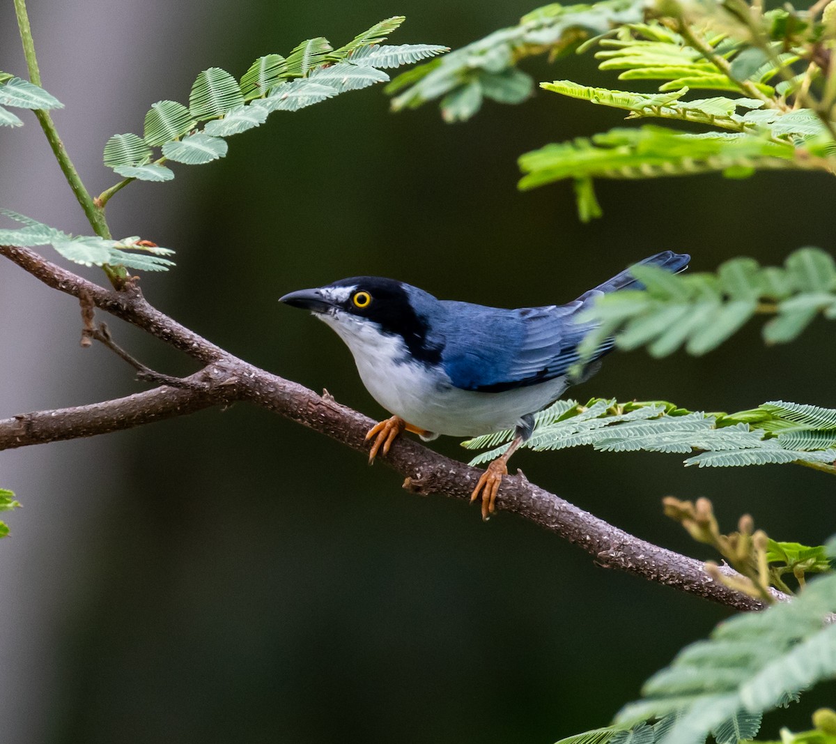 Hooded Tanager - ML614342057