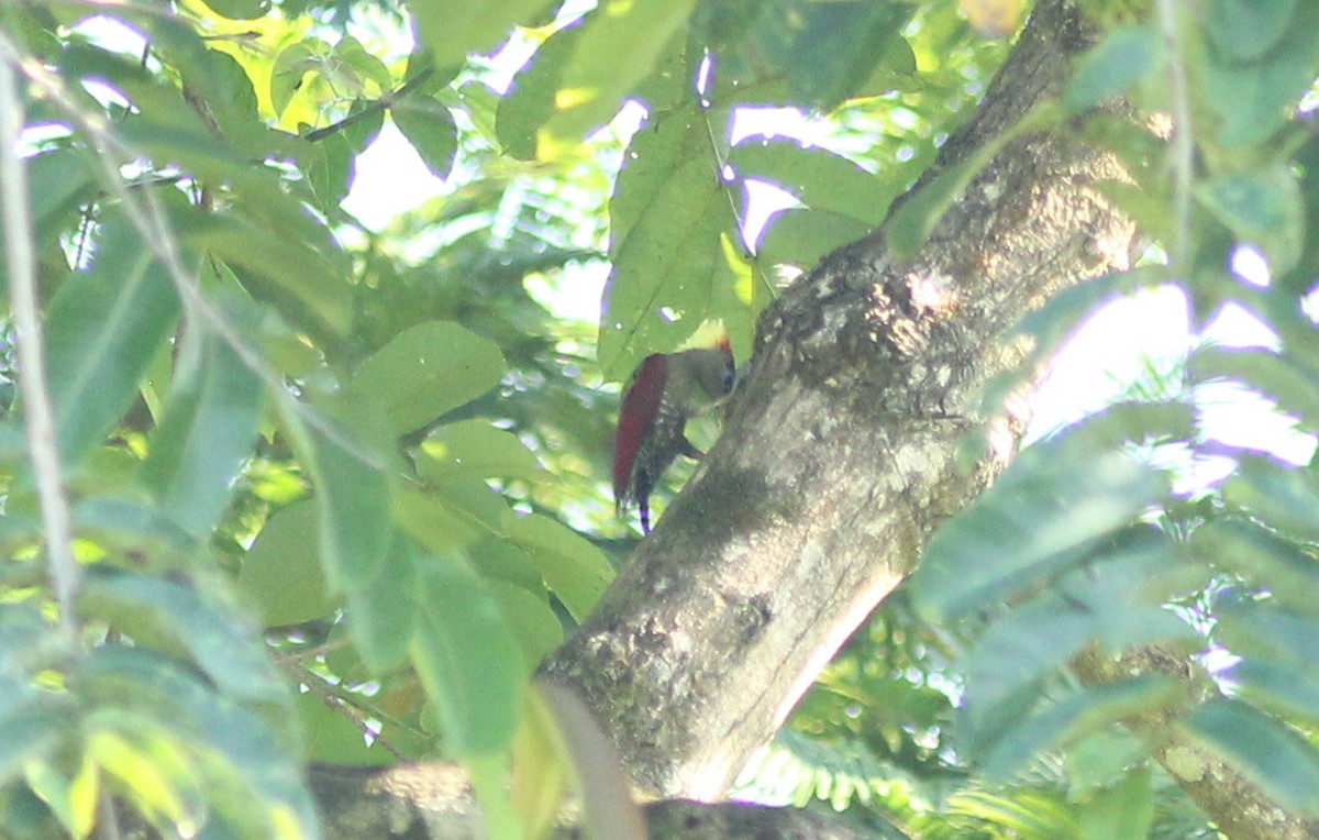 Crimson-winged Woodpecker - Krit Adirek