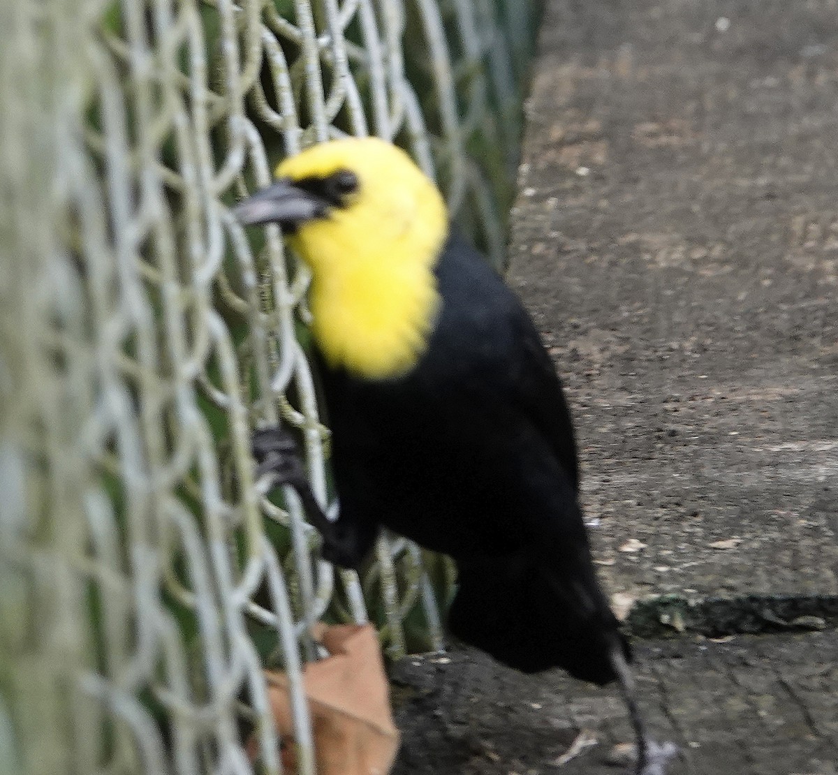 Yellow-hooded Blackbird - ML614342183