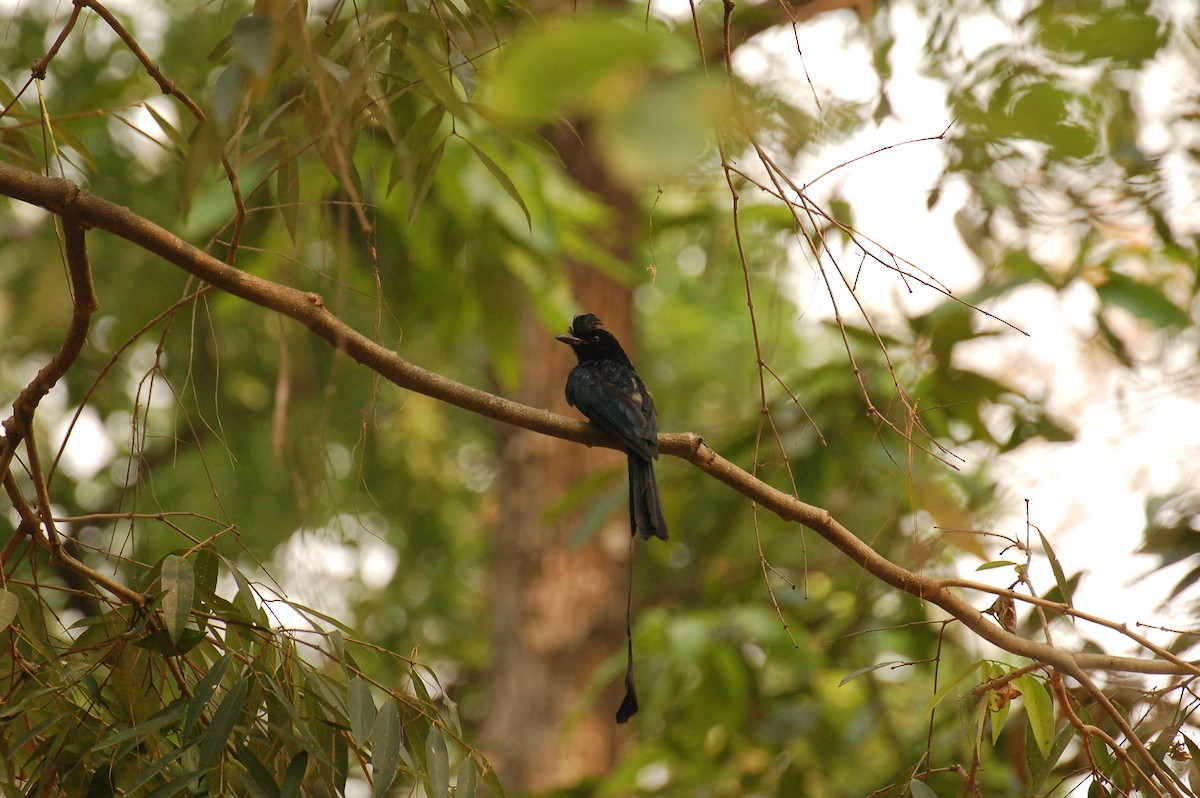 Greater Racket-tailed Drongo - ML614342185