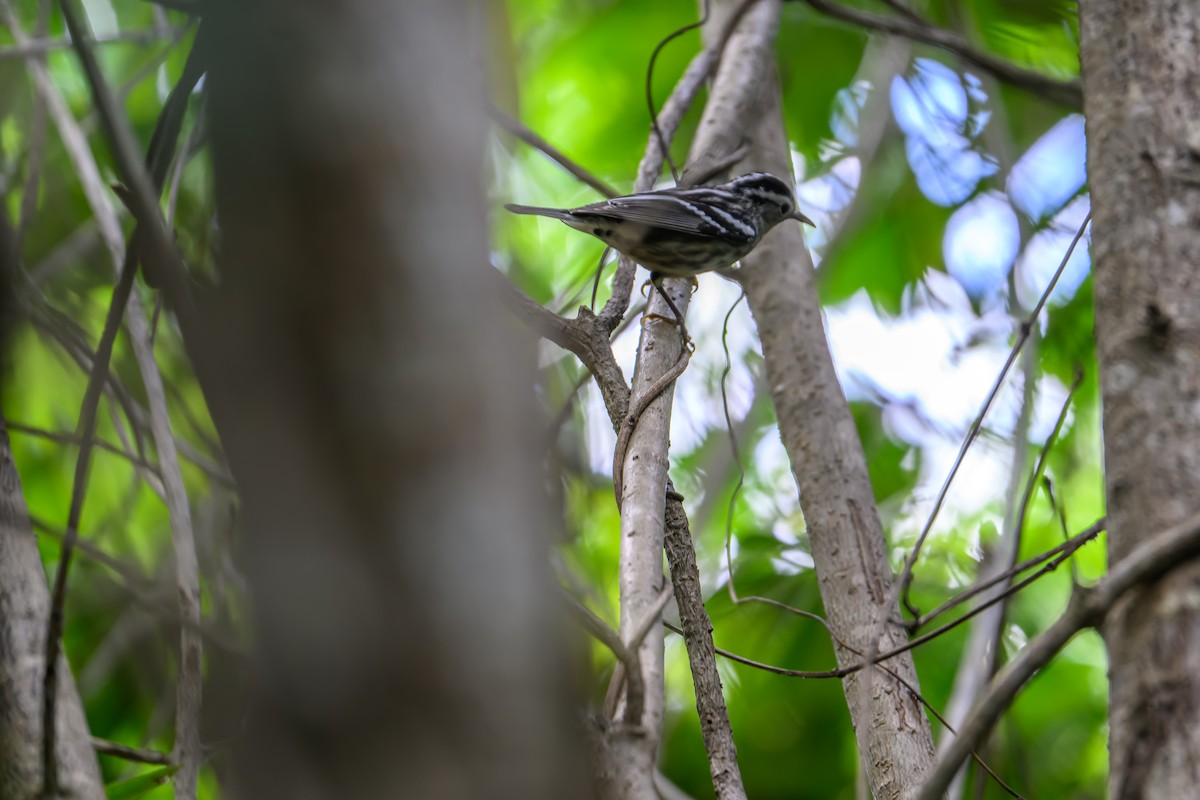 Black-and-white Warbler - ML614342303