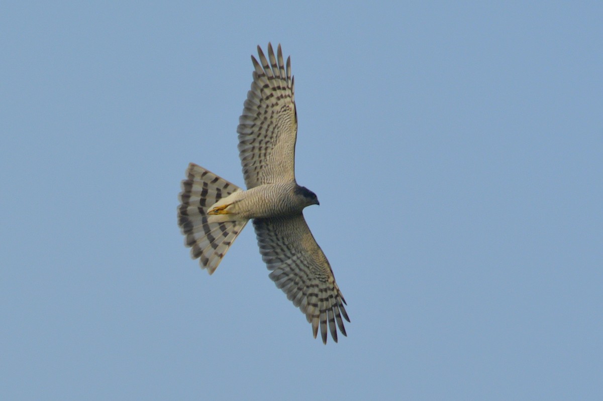 Eurasian Sparrowhawk - ML614342339