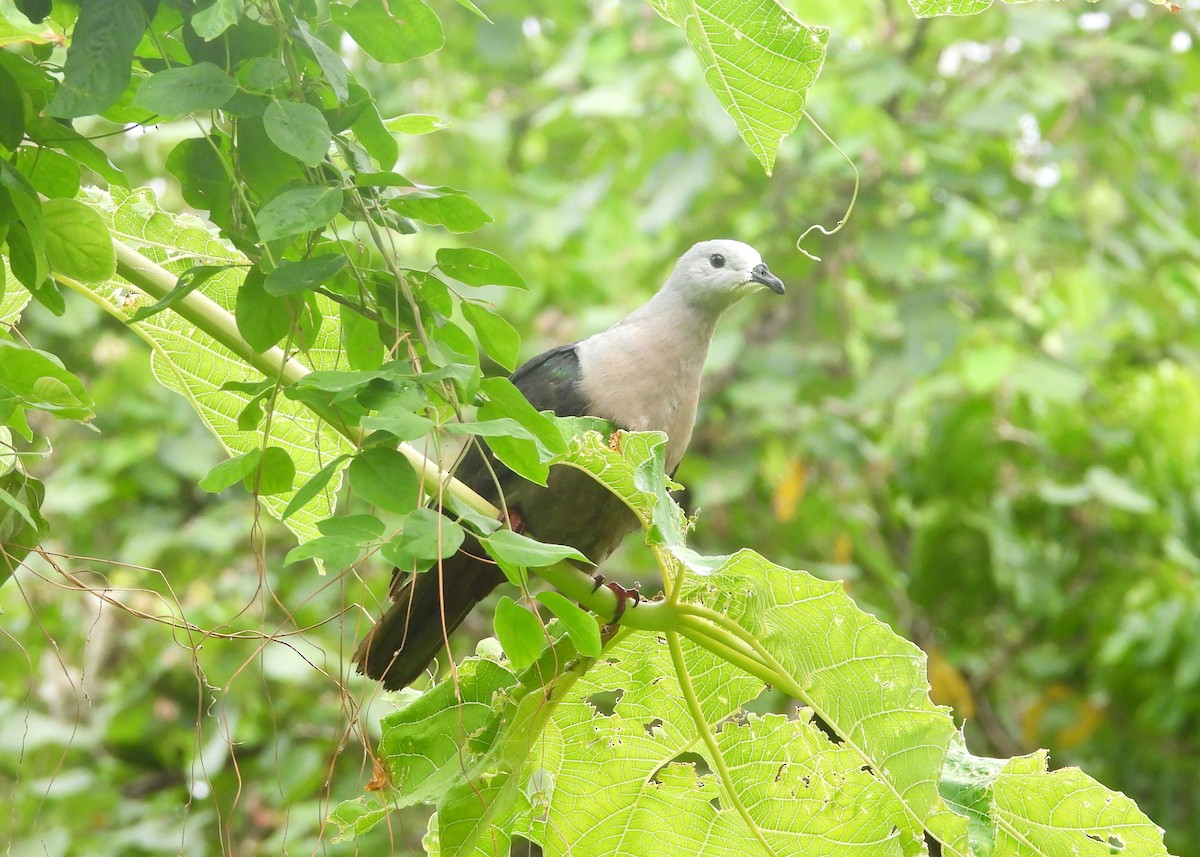 Тихоокеанский плодовый голубь - ML614342510