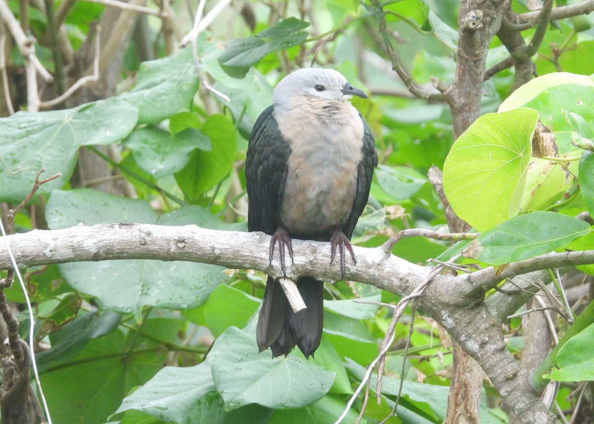 Тихоокеанский плодовый голубь - ML614342525