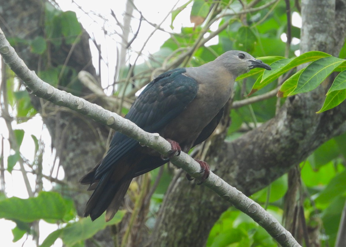 Тихоокеанский плодовый голубь - ML614342536