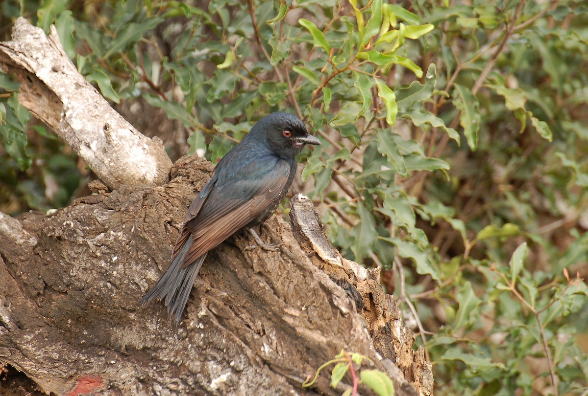 Square-tailed Drongo - Matthew Dickerson