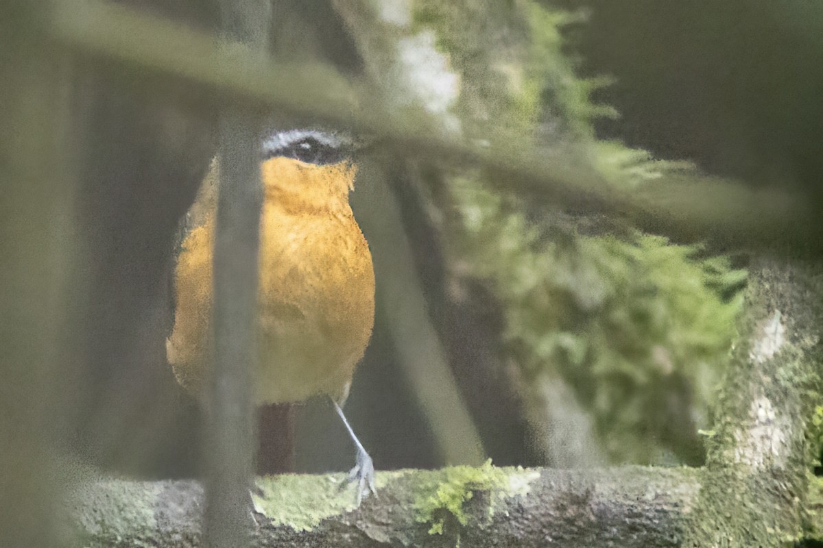 Gray-winged Robin-Chat - ML614342660