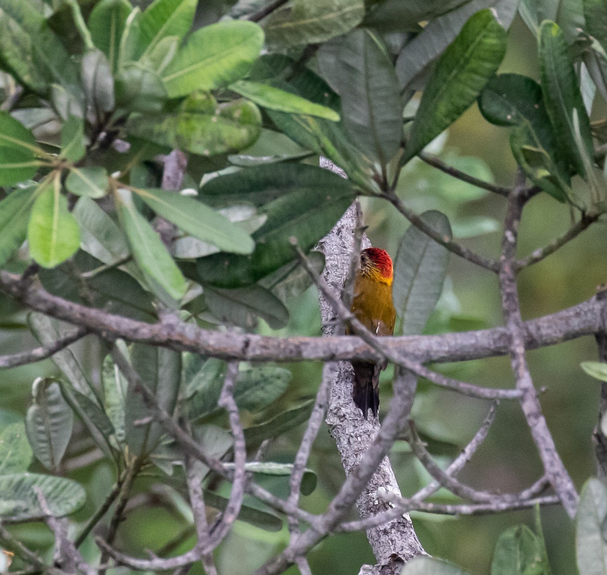 Golden-collared Woodpecker - Ron Hoff Dollyann Myers