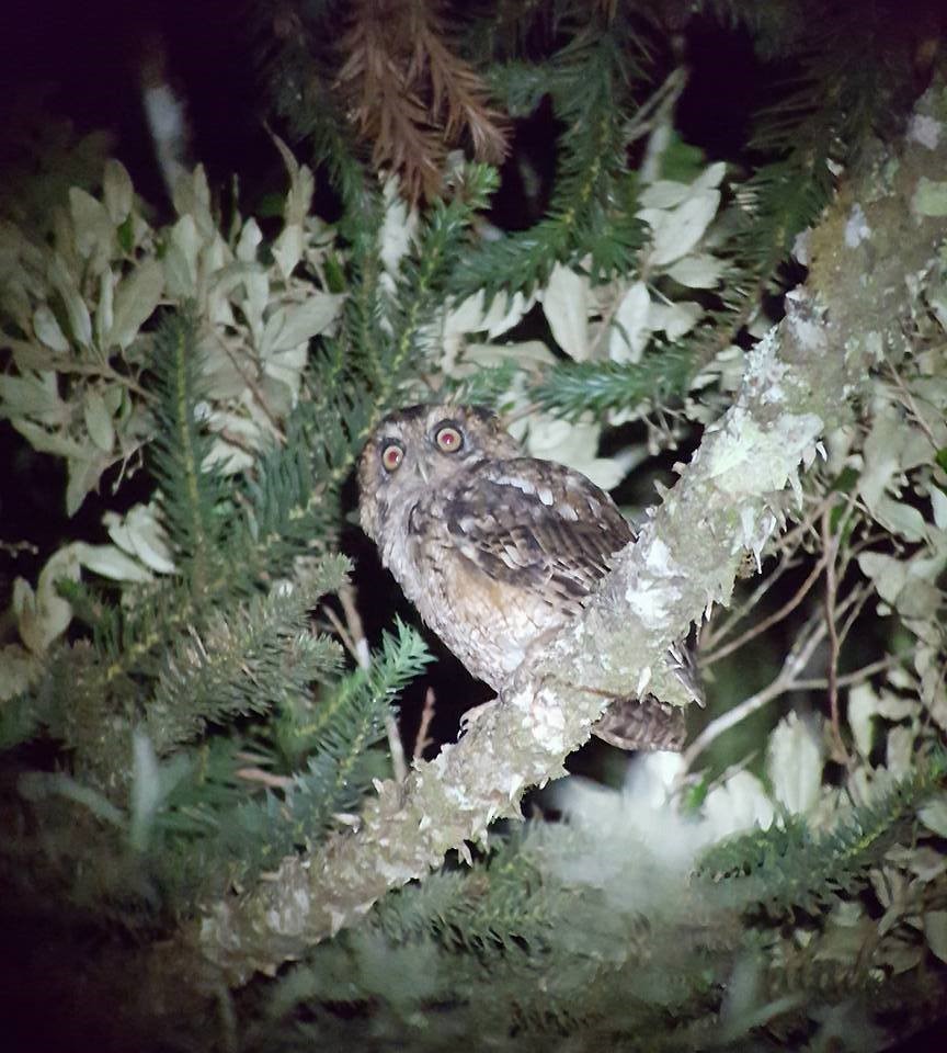 Long-tufted Screech-Owl - ML614342857