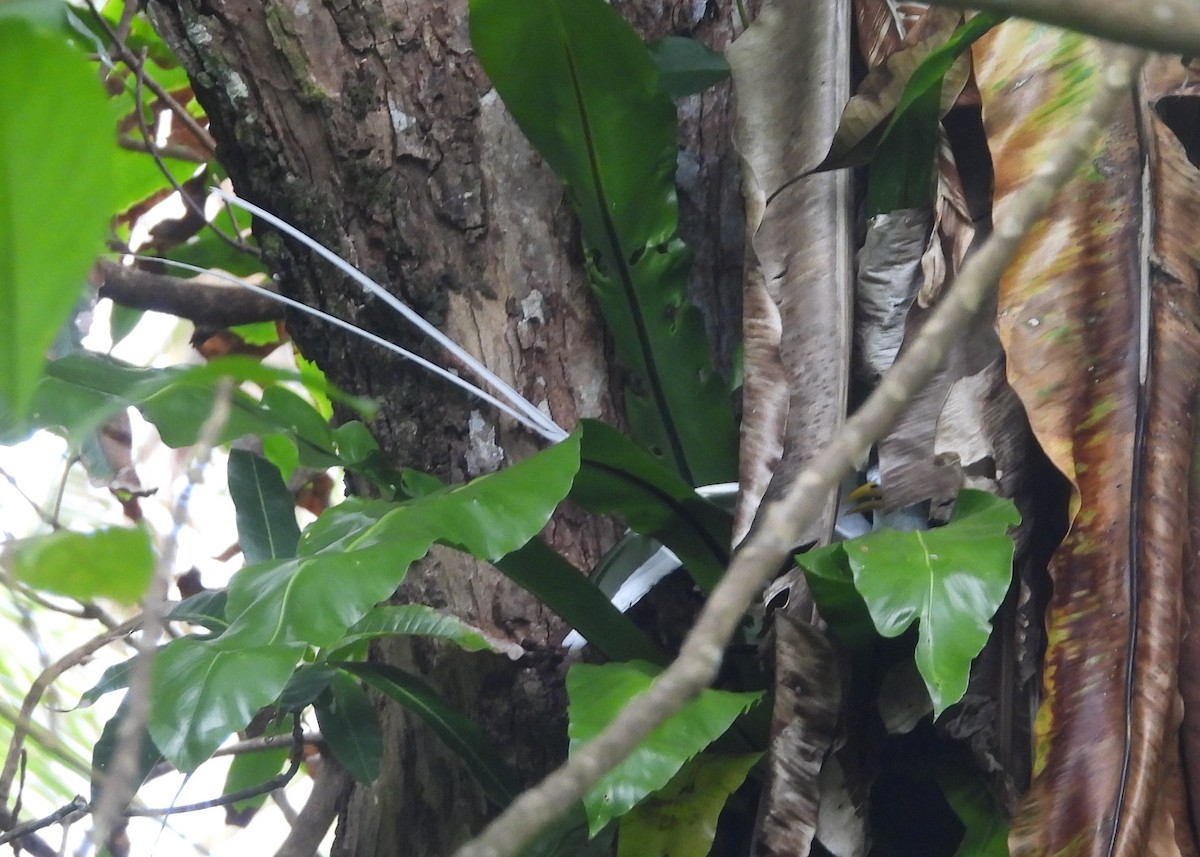 White-tailed Tropicbird - ML614342920