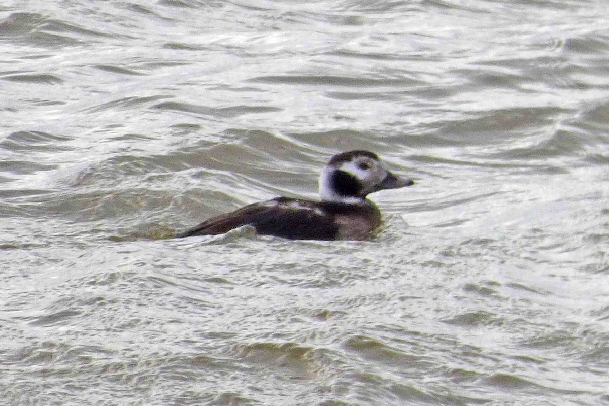 Long-tailed Duck - ML614343248
