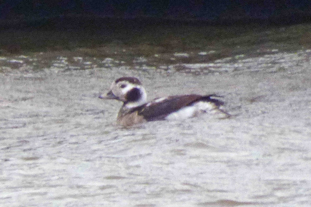 Long-tailed Duck - ML614343250