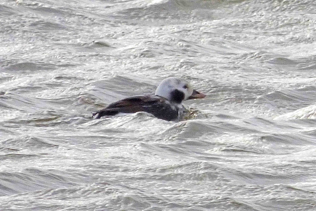 Long-tailed Duck - ML614343261