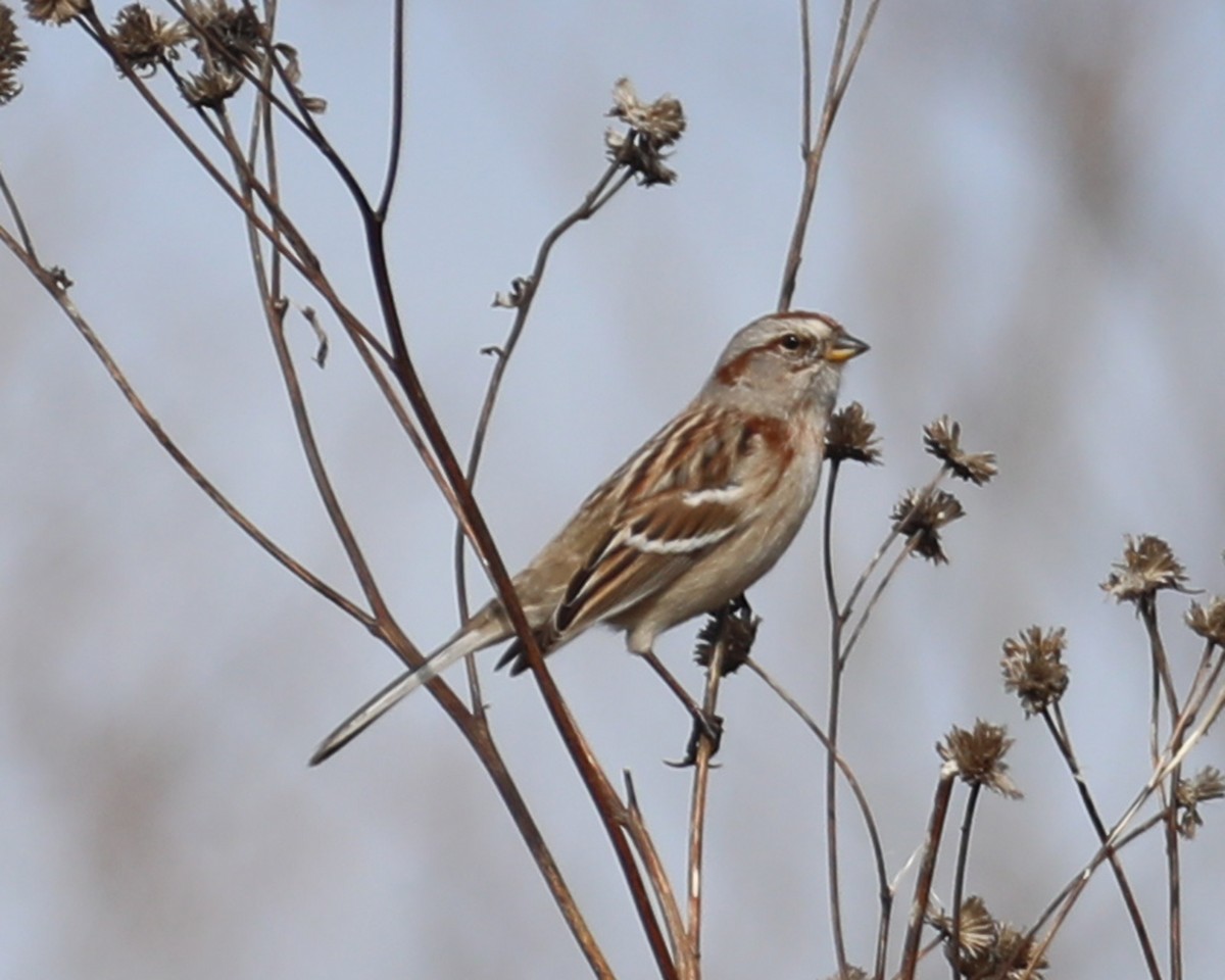 American Tree Sparrow - ML614344106