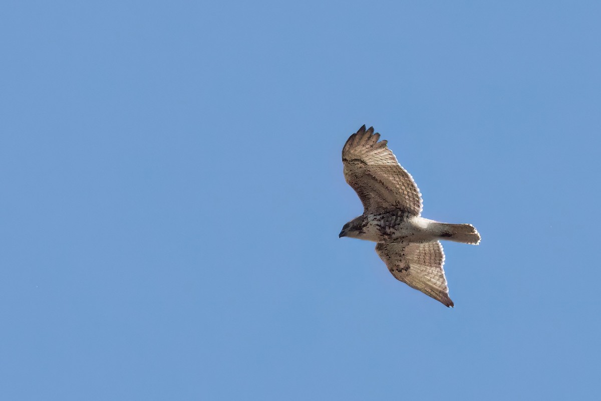 Red-tailed Hawk - ML614344217