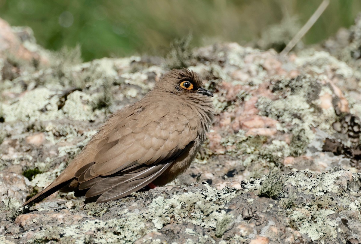 Bare-eyed Ground Dove - Garret Skead