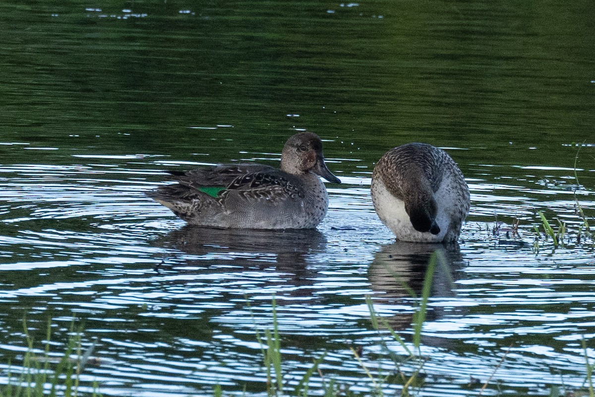 Green-winged Teal - ML614344314