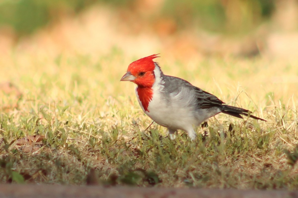 Red-crested Cardinal - ML614344322