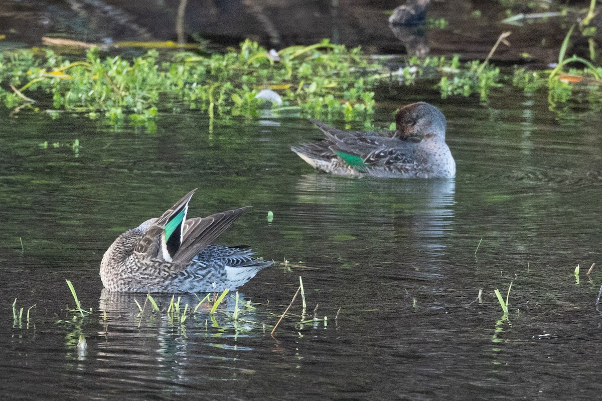 Green-winged Teal - ML614344326