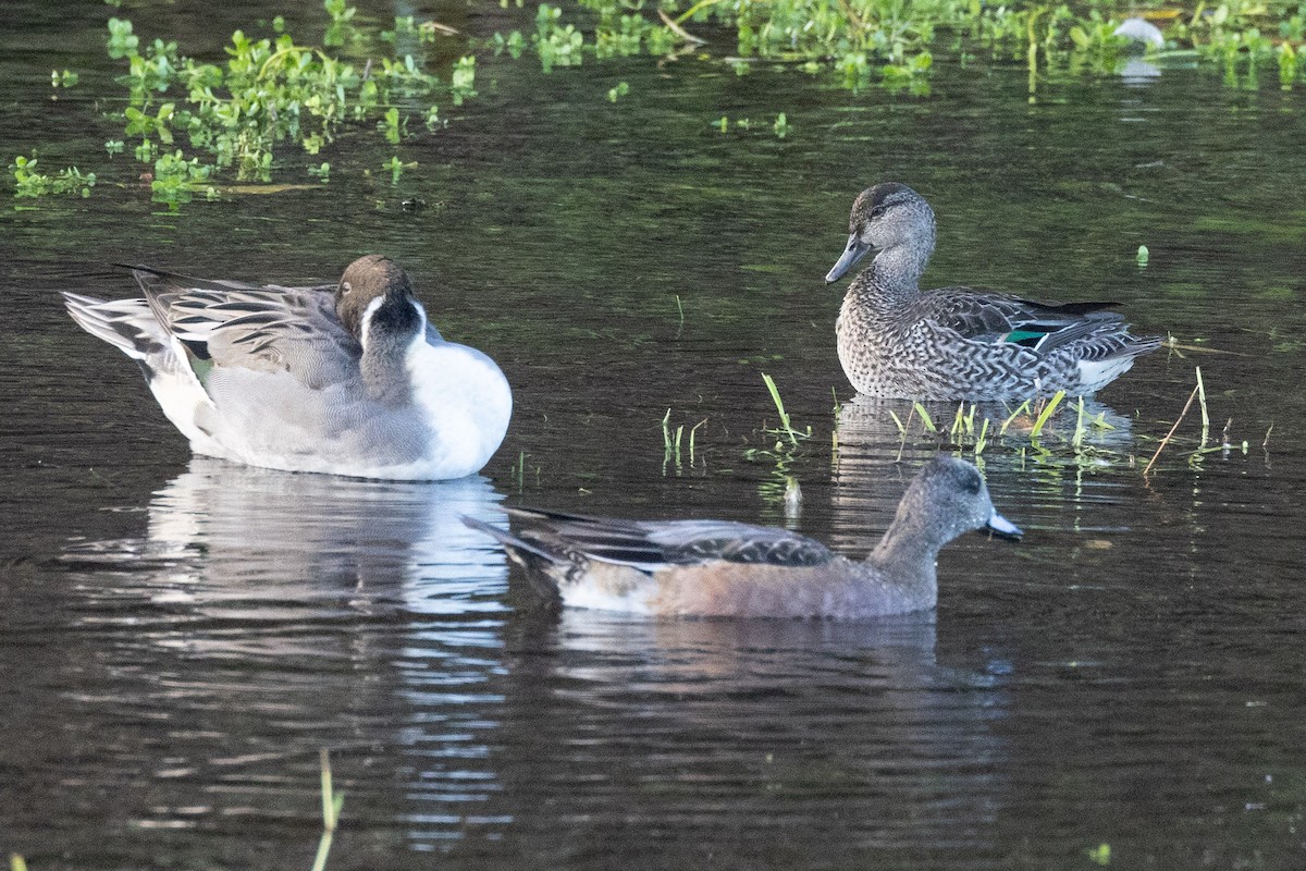 Green-winged Teal - ML614344327