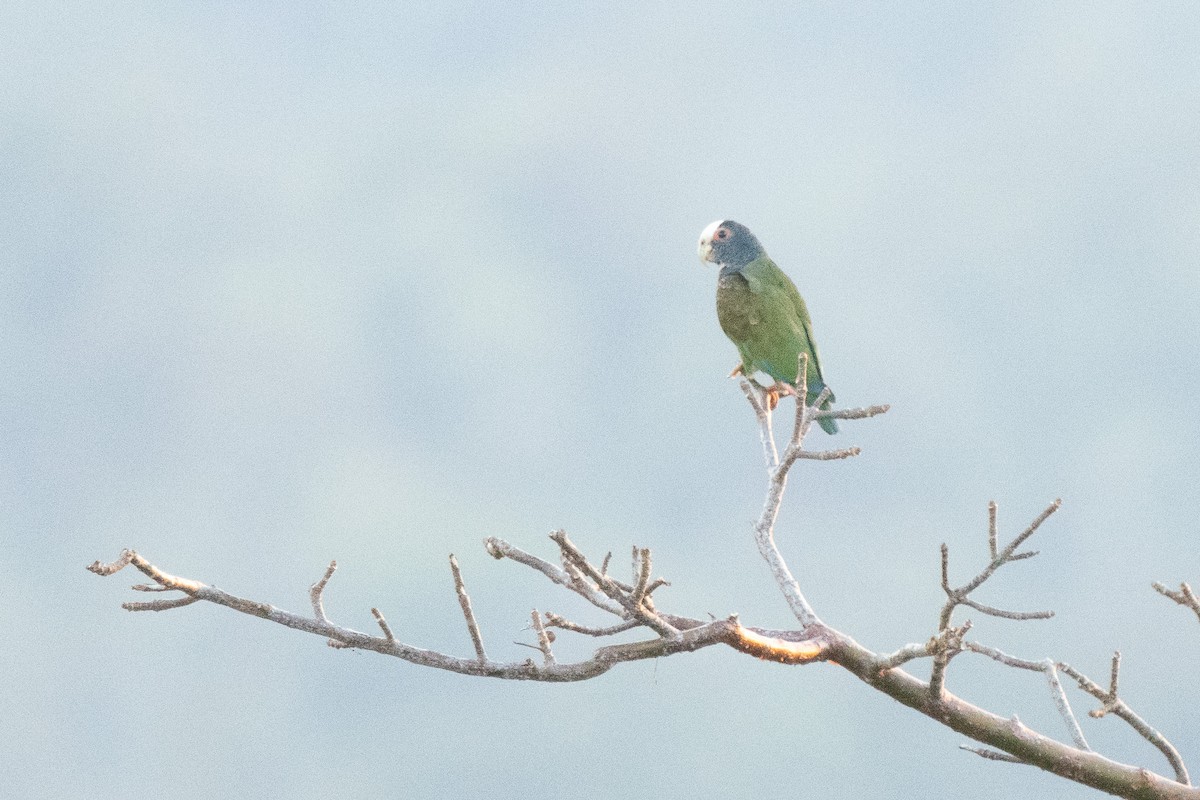 White-crowned Parrot - ML614344353