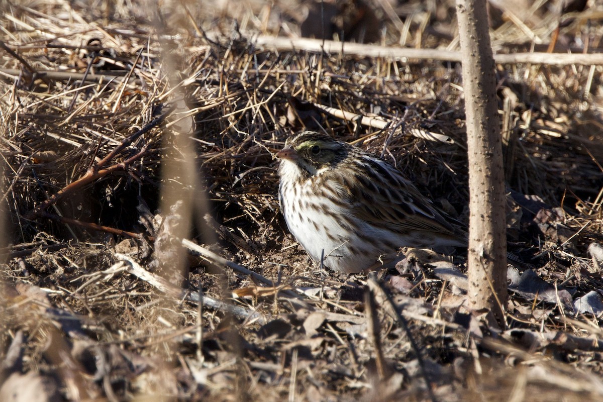 Savannah Sparrow - ML614344473