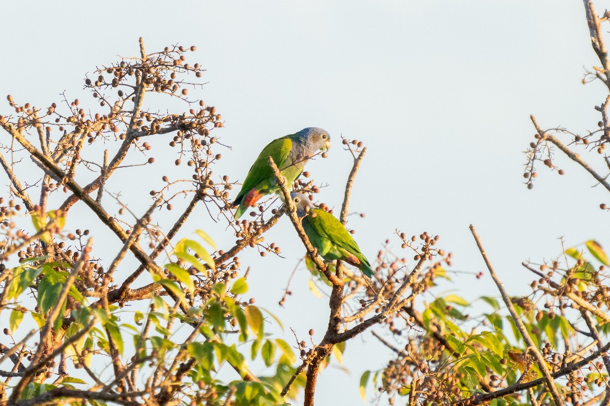 Blue-headed Parrot - Beny Wilson