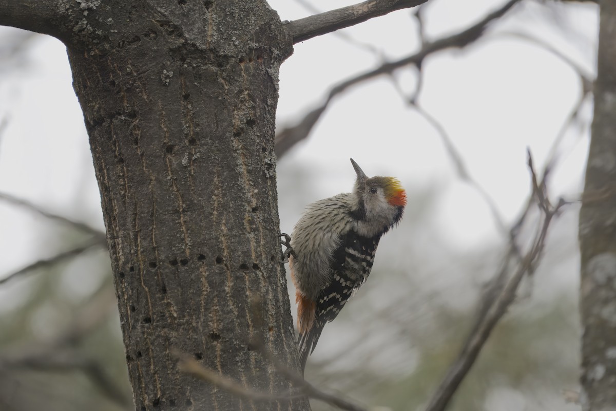 Brown-fronted Woodpecker - Amrish  Bidaye