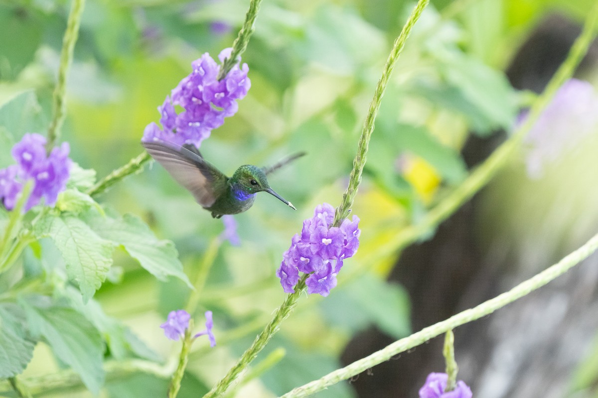 Blue-chested Hummingbird - ML614344820