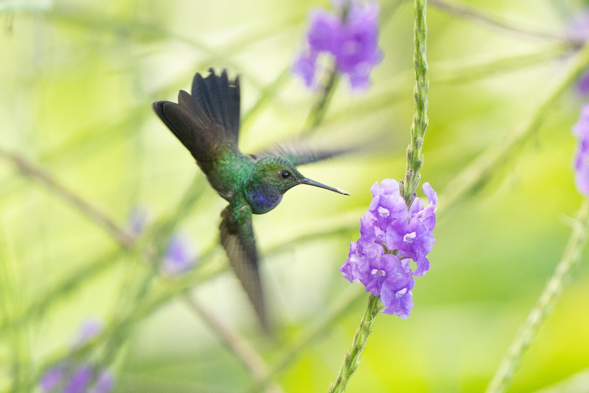 Blue-chested Hummingbird - ML614344821
