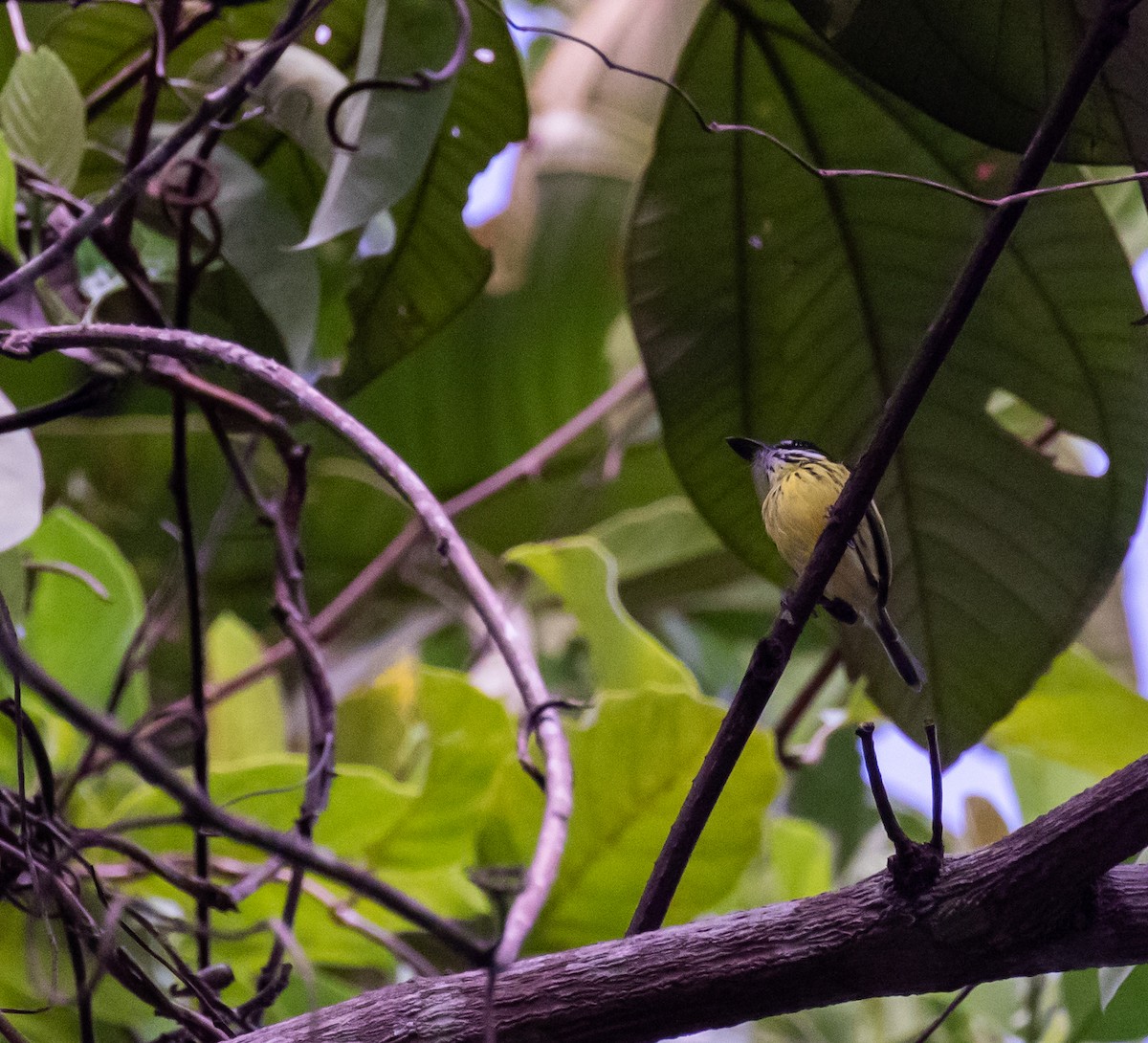 Painted Tody-Flycatcher - ML614344915