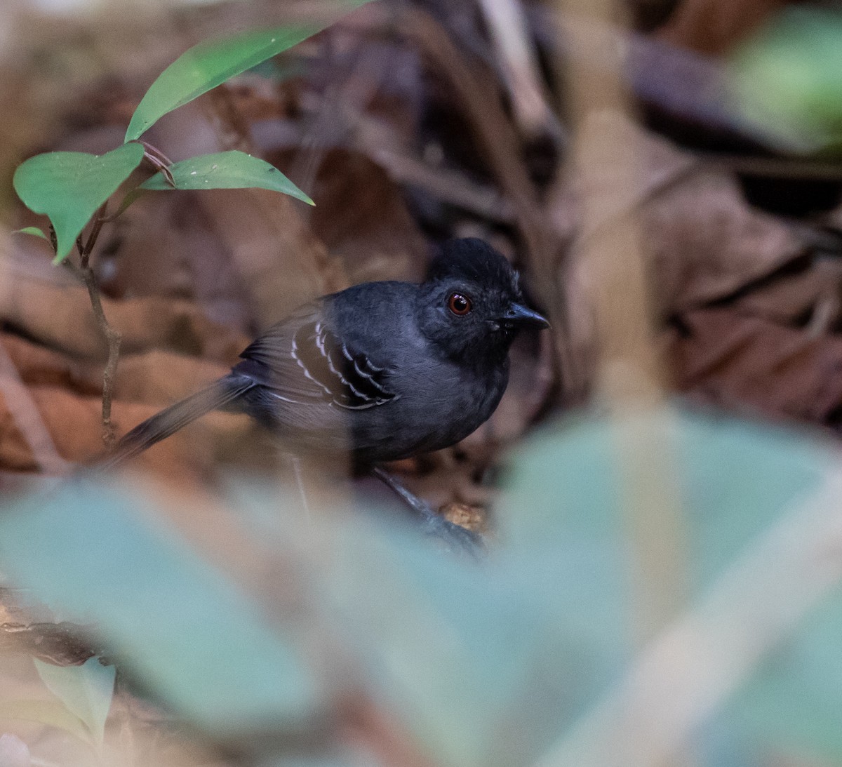 Black-headed Antbird (Hellmayr's) - ML614344997