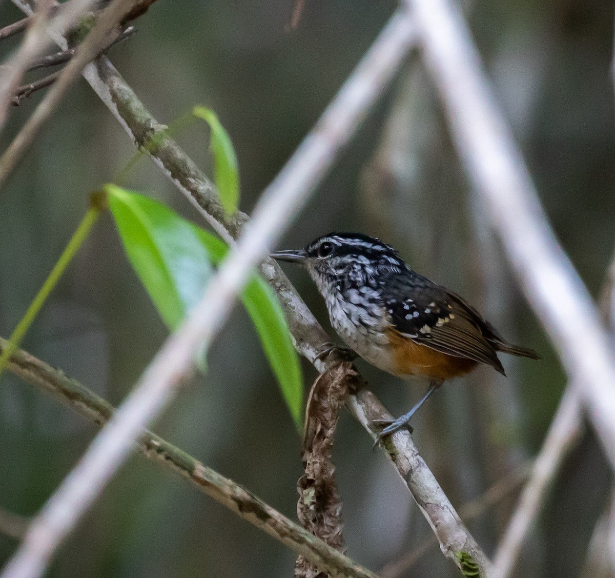 Guianan Warbling-Antbird - ML614345119