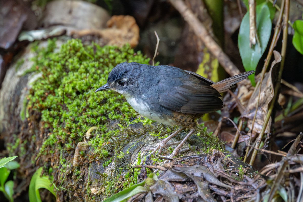 White-breasted Tapaculo - ML614345186