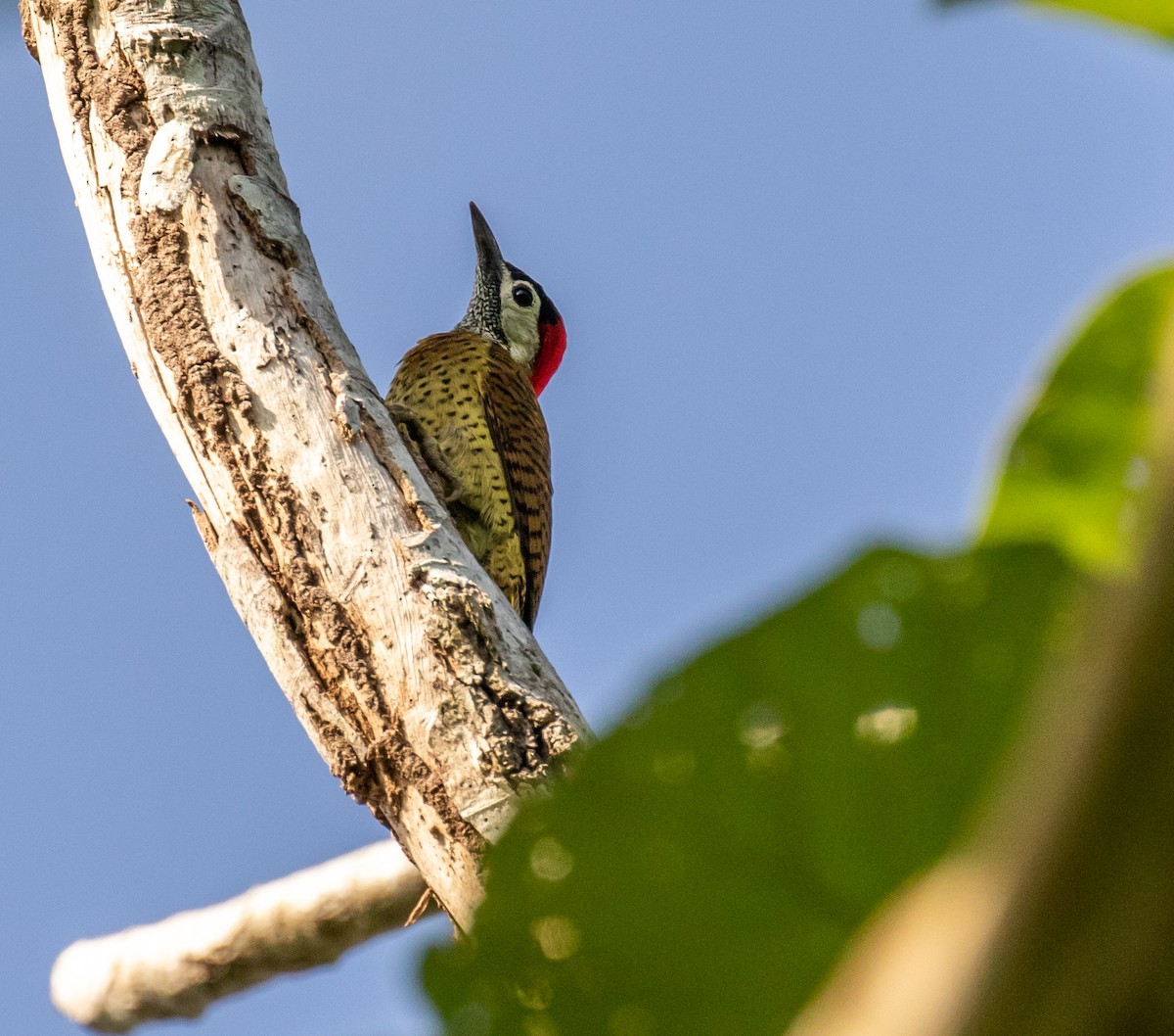 Spot-breasted Woodpecker - Ron Hoff Dollyann Myers